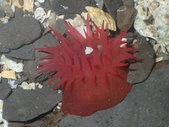 Actinia