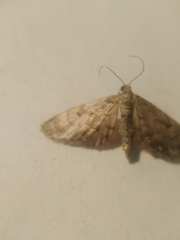 Eupithecia tantillaria