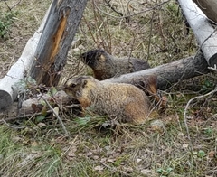 Marmota flaviventris