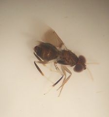 Eutrichosomella