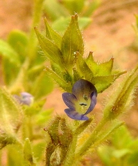Veronica biloba
