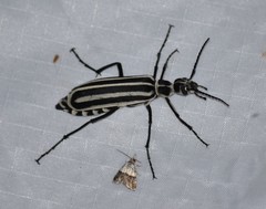 Epicauta atrivittata