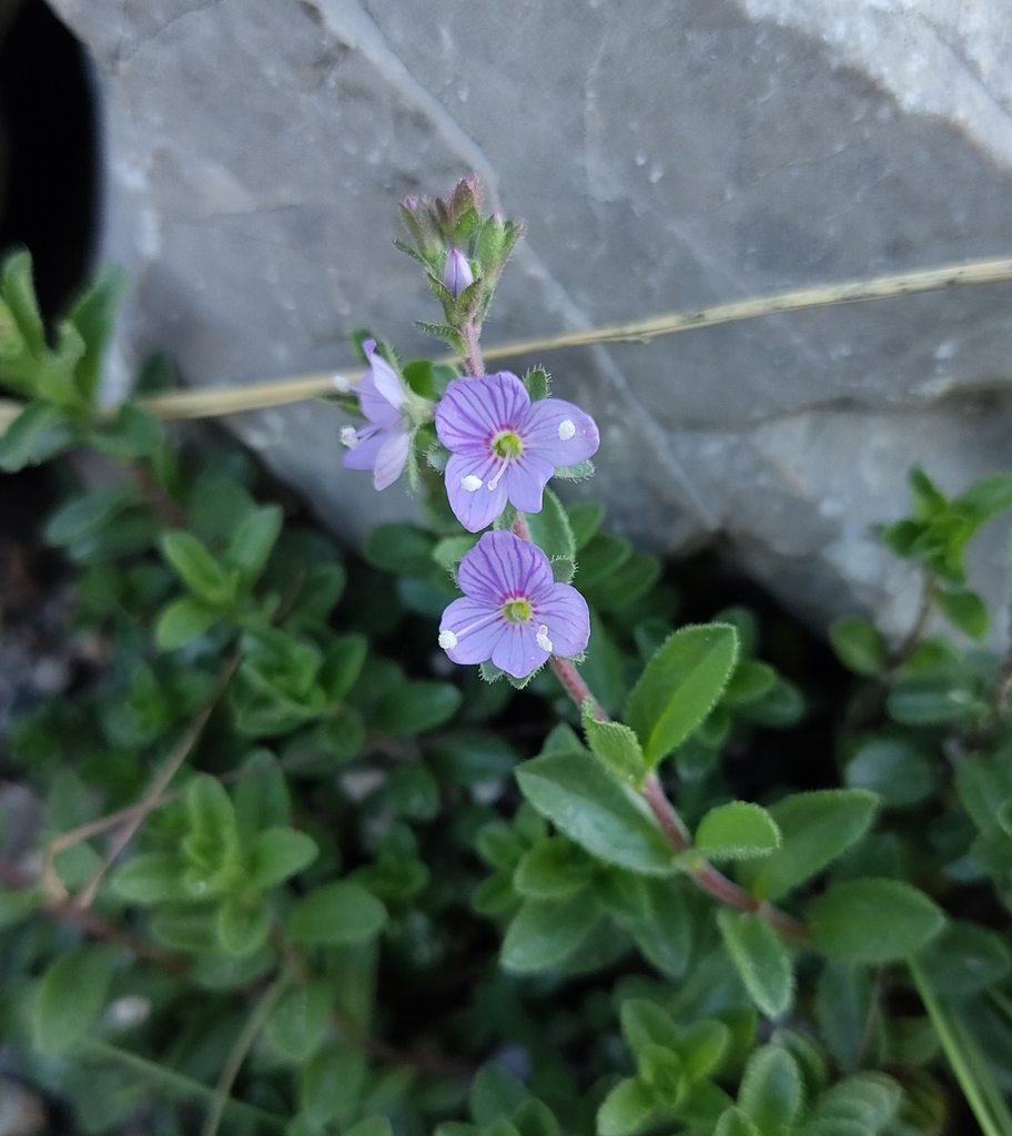 Veronica mampodrensis