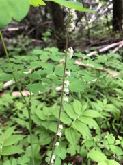 Ozomelis stauropetala