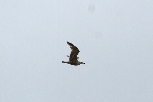 Slaty-backed Gull
