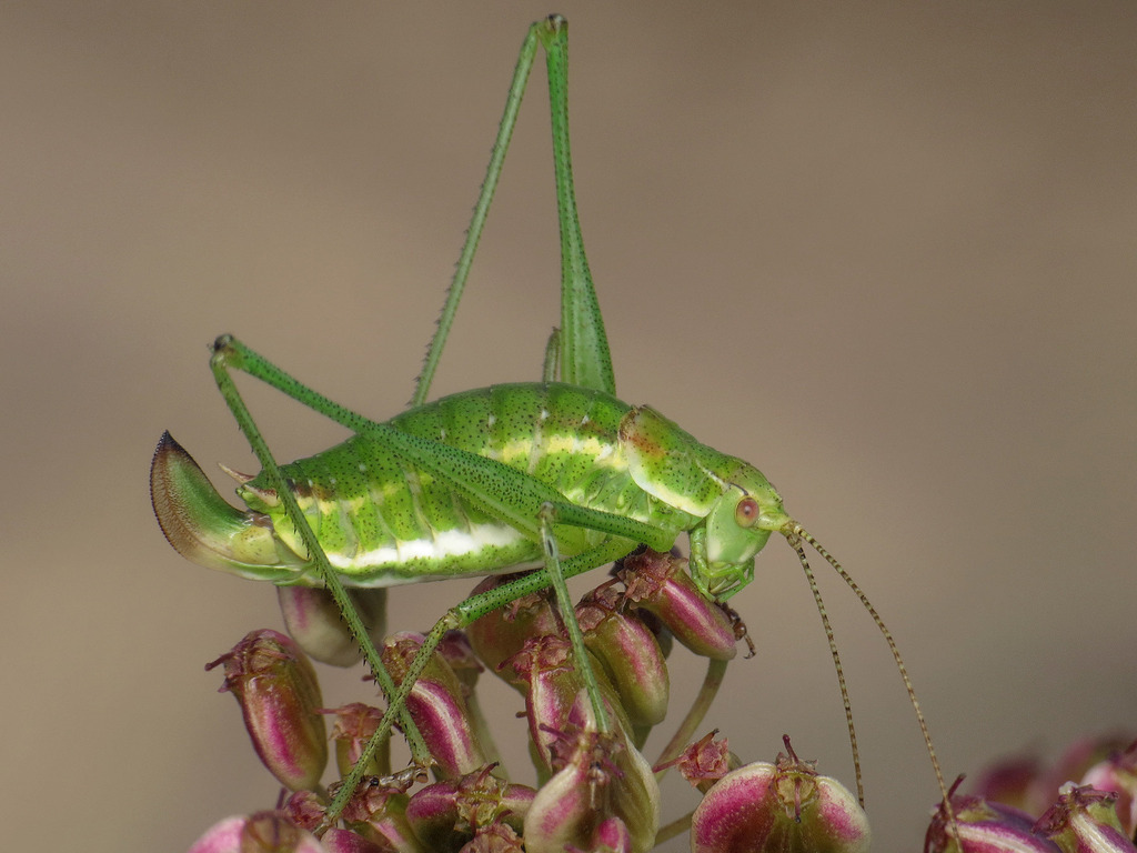 Striped Bush-cricket