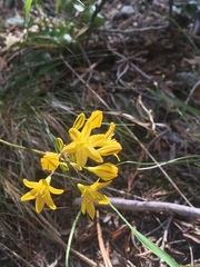 Triteleia crocea