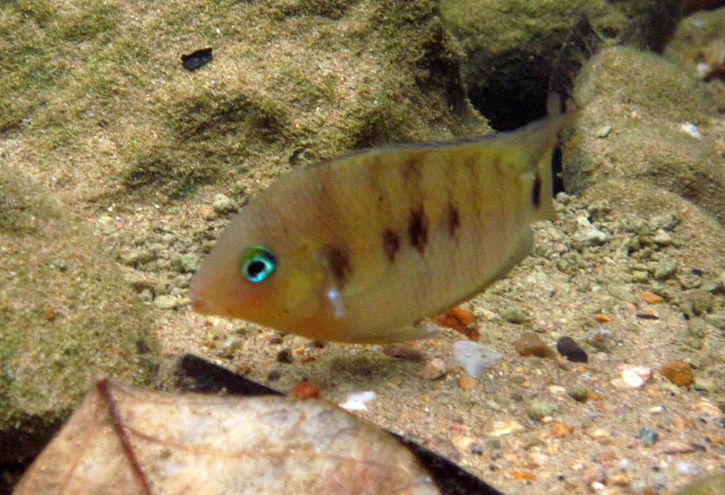 Cichlidé aux yeux bleus (Cryptoheros spilurus)