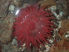 Actinia