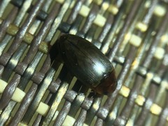 Copelatus chevrolati