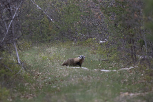 American Badger photographed in Michigan
