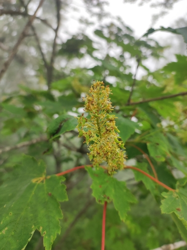 Image of Acer ukurunduense by (c) Anastasiia Samokhvalova, some rights reserved (CC BY)