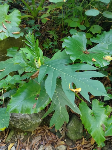 Artocarpus treculianus