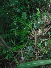 Pitcairnia