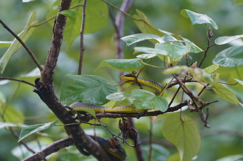 Common Tree Snake sighting