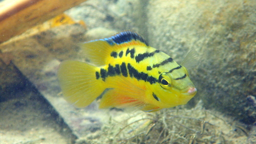 Tricolored Cichlid