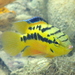 Trichromis salvini - Photo (c) Callie,  זכויות יוצרים חלקיות (CC BY-NC), uploaded by Callie