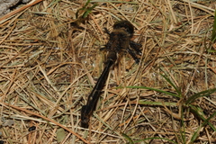 Cordulia shurtleffii