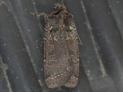 Parabagrotis insularis