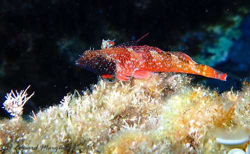 Red-black Triplefin, photo 5 of 7