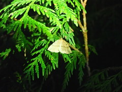 Thallophaga hyperborea