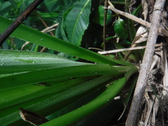 Pitcairnia