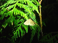 Thallophaga hyperborea