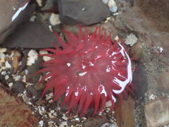 Actinia