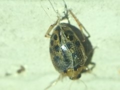 Peltodytes litoralis