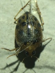 Peltodytes litoralis