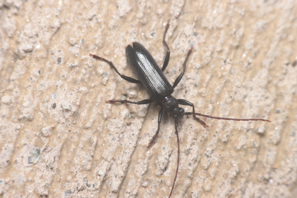Saphanus piceus