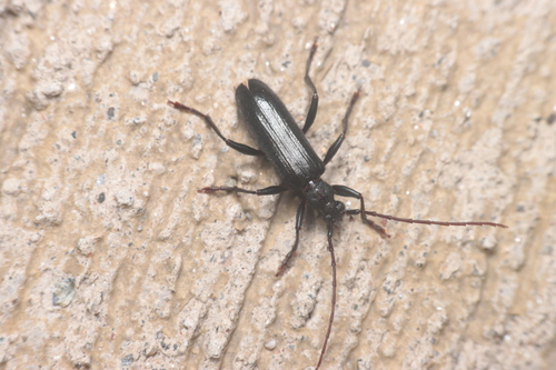 Saphanus piceus