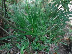 Pitcairnia