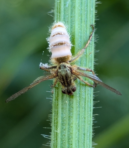 Entomophthora scatophagae