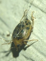 Peltodytes litoralis
