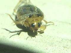 Peltodytes litoralis