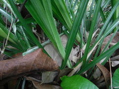 Pitcairnia