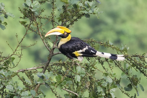 Buceros bicornis