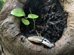 Chalcolepidius erythroloma