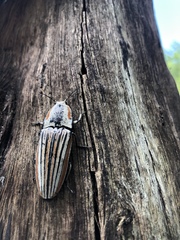 Chalcolepidius erythroloma