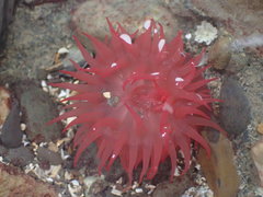 Actinia