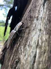 Chalcolepidius erythroloma