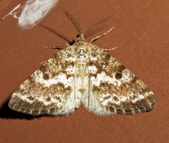 Eufidonia notataria