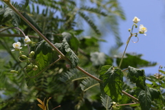 Cardiospermum corindum