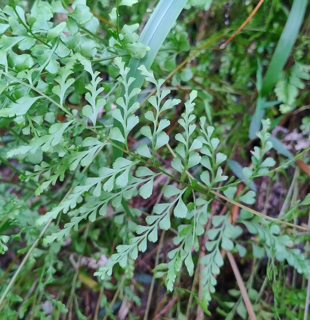 ferns in July 2024 by R.M. Small patch. · iNaturalist