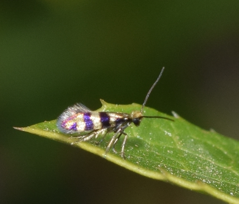Micropterix stuebneri