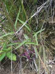Angiospermae