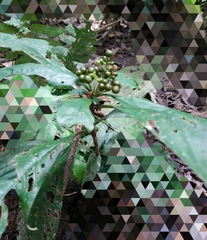 Palicourea racemosa