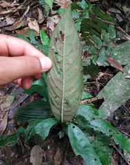 Palicourea racemosa