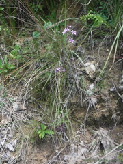 Angiospermae